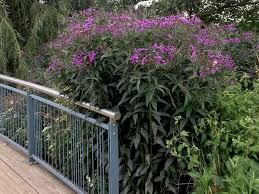 Image result for Vernonia galpinii