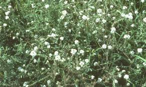 We know that your ultimate goal is to create a short list of really great names that will reflect the wishes you have for your baby. Control Options For Common Minnesota Lawn And Landscape Weeds University Of Minnesota Extension