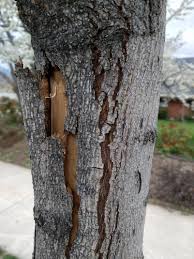 Check spelling or type a new query. What Is Wrong With My Trees The Bark On One Side Is Cracking Splitting And Peeling Off Gardening Landscaping Stack Exchange
