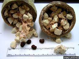 Well, here we provide some interesting facts about your favourite african tree: Baobab Tree Monkey Bread Tree Adansonia Digitata Malvales Bombacaceae 2185063