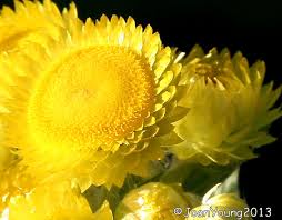 Image result for Helichrysum setosum