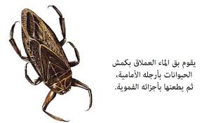 ضنى ومش بيسيب جسمى إلا واللحم في بقه 😳. Ù†Ø¨Ø°Ø© ØªØ¹Ø±ÙŠÙÙŠØ© Ø¹Ù† Ø¨Ù‚Ø© Ø§Ù„Ù…Ø§Ø¡ Ø§Ù„Ø¹Ù…Ù„Ø§Ù‚Ø©