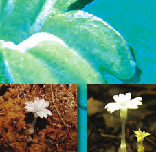 Image result for Monanthotaxis orophila