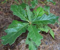 Check spelling or type a new query. Persistent Weeds And Volunteer Trees Dave S Garden