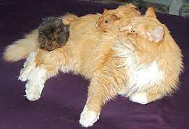 Cumpara porcusor de guinea la cel mai bun pret! Guinea Pig Wikipedia