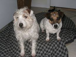All jrt's are eager to please; Pin On Love My Russells 3