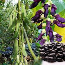 Image result for Mucuna