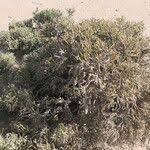 Image result for Arthraerua leubnitziae