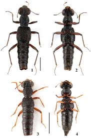 Image result for Nicolasia stenoptera