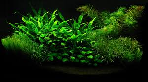 Aquarium Hd Wallpaper Akuarium Wallpaper Ponsel