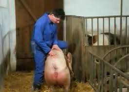 What are you waiting for? Schwein Videos Anal Zoofilia Beliebteste Seite 1