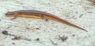 Image result for Nolletia arenosa