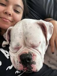 Reliable Petsitter Services in Chestertown Area for Dogs, Cats, and More