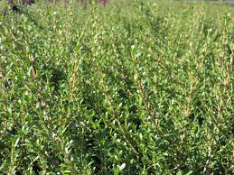 Image result for Ormocarpum kirkii