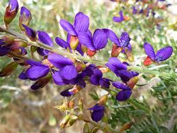 Image result for Indigofera roseo-caerulea