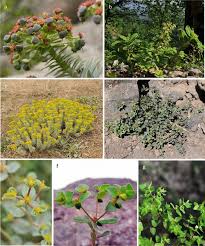 Image result for Euphorbia inaequilatera