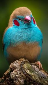 Small Bird With Red Cheeks Suenos Compartidos Beautiful Birds Colorful Birds Nature Birds
