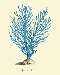 Blue Coral Art Print Vintage Nautical Art Print Sea Art Print Ocean Art Print Ocean Life Natural History Sea Life Art Antique Nature Print Coral Art Coral Art Print Blue Coral