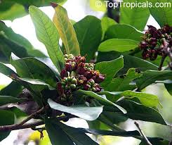 Image result for Ochna pretoriensis
