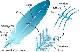 Watch my drawing tutorial and you are going to be able to make your own feather drawing easil. Learn How To Create A Feather Drawing Step By Step