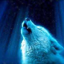 Tons of awesome cool wolf backgrounds to download for free. Wolf Ipad Ipad 2 Ipad Mini For Parallax Wallpapers Hd Desktop Backgrounds 1280x1280 Images And Pictures