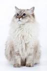 Siberian cat - Wikipedia