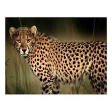 Cheetah Postcard Zazzle Com In 2021 Cheetah Pictures Spotted Animals Big Cats