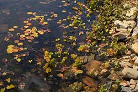 Image result for Marsilea nubica