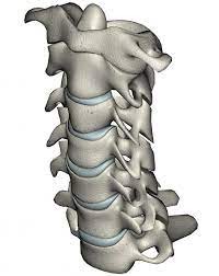 Adjective masculine cervicales m pl, f pl. Artificial Disc Surgery Cervical Spine