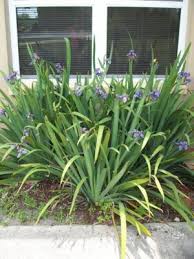 Image result for Indigofera roseo-caerulea