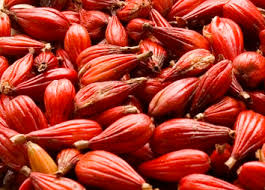 Image result for Aframomum alboviolaceum