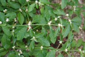 Image result for Alternanthera tenella