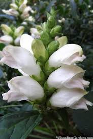 Image result for Blotiella glabra