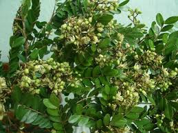 Image result for Copaifera