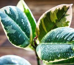 Great range of plants and reasonable price too. Top 10 Indoor Plants