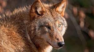 U S Fish And Wildlife Service Tell The Fish And Wildlife Service To Help Save The Last Wild Red Wolves Red Wolf Animals Wildlife