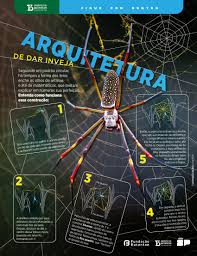 Teia de aranha: uma superengenhoca da natureza que é multifuncional e  resistente como aço - Instituto Butantan