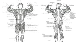 Arnold Anatomy Muscle Chart Bodybuilding