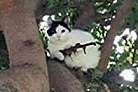 「ネコと和解せよ」の画像検索結果