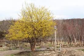 Image result for Cornus mas