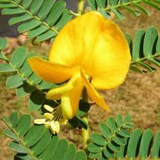 Image result for Aeschynomene uniflora