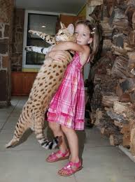 The combination of serval cats and siamese makes this type of cat one of a kind. Wild Beauties The Savannah Cat 3 Million Dogs