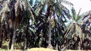 Maybe you would like to learn more about one of these? Hero Potong Buah Kelapa Sawit Profesional Cepat Mudah Sehari Dpat 400 Tandan Pokok Tinggi Tahun 1995 Youtube