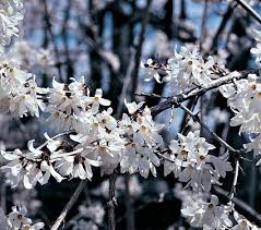 Abeliophyllum Distichum White Flower Farm Plants Flowers