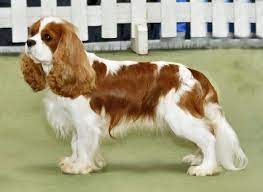 It is a small spaniel that comes from the united kingdom, growing in popularity in the united states since the turn of the 21st century. Cavalier King Charles Spaniel Wikipedia