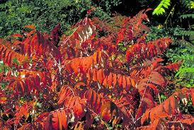African bonsai (trichodiadema bulbosum) american cactus (cactaceae) barbary fig (opuntia. Invasive Sumac How To Get Rid Of It And Why Diamond Mowers