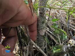 Image result for Phyllanthus paxii