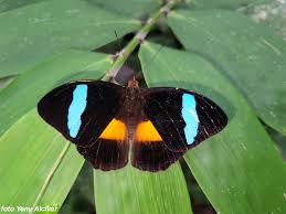 Image result for Nesaea polycephala