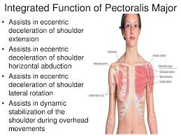 Most cases occur from indirect trauma in active men aged 20 to 40 years, especially during bench press. Ppt Glenohumeral Joint Pectoralis Major And Coracobrachialis Powerpoint Presentation Id 3201789