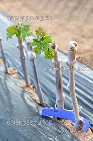 Image result for graft grape vines
